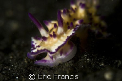 trying to get a portrate of a nudi, small depth of feild ... by Eric Francis 